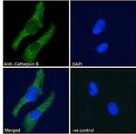 Cathepsin B Antibody in Immunocytochemistry (ICC/IF)