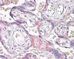 VPS41 Antibody in Immunohistochemistry (Paraffin) (IHC (P))