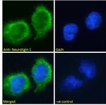 Neuroligin 1 Antibody in Immunocytochemistry (ICC/IF)