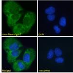 Neuroligin 1 Antibody in Immunocytochemistry (ICC/IF)