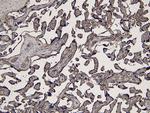 IDO Antibody in Immunohistochemistry (Paraffin) (IHC (P))