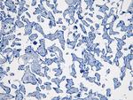 IDO Antibody in Immunohistochemistry (Paraffin) (IHC (P))