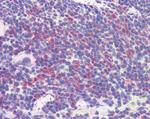 IDO Antibody in Immunohistochemistry (Paraffin) (IHC (P))