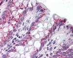 IDO Antibody in Immunohistochemistry (Paraffin) (IHC (P))