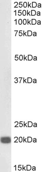 HP1 gamma Antibody in Western Blot (WB)