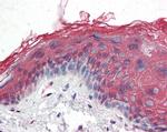 IP3 Receptor 2 Antibody in Immunohistochemistry (Paraffin) (IHC (P))