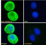 ADORA2A Antibody in Immunocytochemistry (ICC/IF)