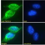 RANKL Antibody in Immunocytochemistry (ICC/IF)