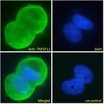 RANKL Antibody in Immunocytochemistry (ICC/IF)