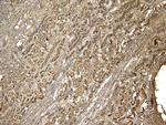 PRODH Antibody in Immunohistochemistry (Paraffin) (IHC (P))