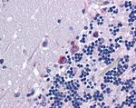 PRODH Antibody in Immunohistochemistry (Paraffin) (IHC (P))