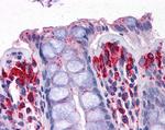 PRODH Antibody in Immunohistochemistry (Paraffin) (IHC (P))