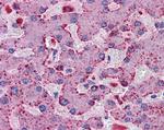 PRODH Antibody in Immunohistochemistry (Paraffin) (IHC (P))