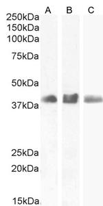 SOX2 Antibody in Western Blot (WB)