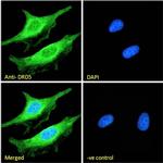 DRD5 Antibody in Immunocytochemistry (ICC/IF)