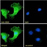 DRD5 Antibody in Immunocytochemistry (ICC/IF)