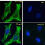 AKT1 Antibody in Immunocytochemistry (ICC/IF)