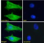 HYAL1 Antibody in Immunocytochemistry (ICC/IF)