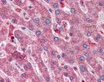 HYAL1 Antibody in Immunohistochemistry (Paraffin) (IHC (P))