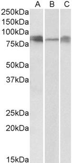 DLL4 Antibody in Western Blot (WB)