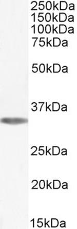 ADORA1 Antibody in Western Blot (WB)