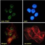 PTBP2 Antibody in Immunocytochemistry (ICC/IF)