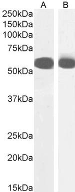 PTBP2 Antibody in Western Blot (WB)