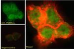 APOBEC3A Antibody in Immunocytochemistry (ICC/IF)