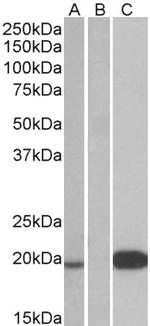 UCN3 Antibody in Western Blot (WB)