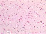 GOT2 Antibody in Immunohistochemistry (Paraffin) (IHC (P))