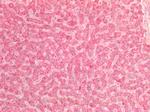 GOT2 Antibody in Immunohistochemistry (Paraffin) (IHC (P))