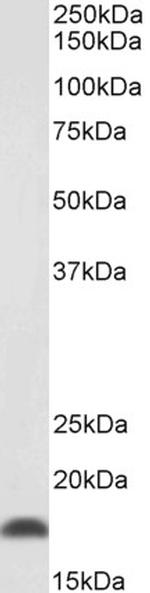 Pleiotrophin Antibody in Western Blot (WB)