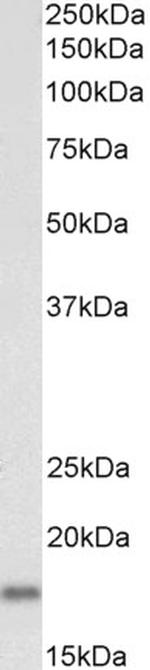 Pleiotrophin Antibody in Western Blot (WB)