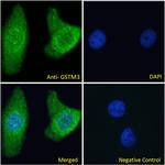 GSTM3 Antibody in Immunocytochemistry (ICC/IF)