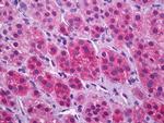 VGLUT1 Antibody in Immunohistochemistry (Paraffin) (IHC (P))