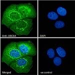 ABCA4 Antibody in Immunocytochemistry (ICC/IF)