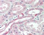 USP43 Antibody in Immunohistochemistry (Paraffin) (IHC (P))