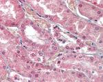 Polycystin 1 Antibody in Immunohistochemistry (Paraffin) (IHC (P))