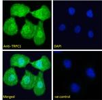 TRPC1 Antibody in Immunocytochemistry (ICC/IF)