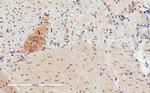 GPR120 Antibody in Immunohistochemistry (Paraffin) (IHC (P))