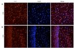 CHRNA7 Antibody in Immunohistochemistry (Paraffin) (IHC (P))