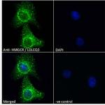 HMGCR Antibody in Immunocytochemistry (ICC/IF)