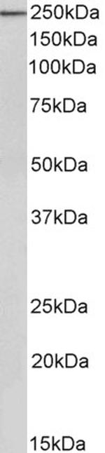 MYH9 Antibody in Western Blot (WB)