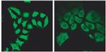 SPG20 Antibody in Immunocytochemistry (ICC/IF)