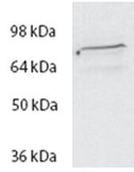 SPG20 Antibody in Western Blot (WB)