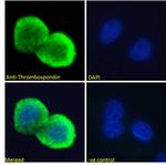 Thrombospondin 1 Antibody in Immunocytochemistry (ICC/IF)