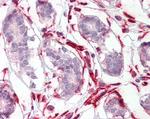 CXXC4 Antibody in Immunohistochemistry (Paraffin) (IHC (P))