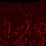 SGLT1 Antibody in Immunohistochemistry (PFA fixed) (IHC (PFA))