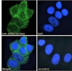 SCRIB Antibody in Immunocytochemistry (ICC/IF)