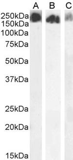 SCRIB Antibody in Western Blot (WB)